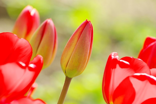 Tulpen