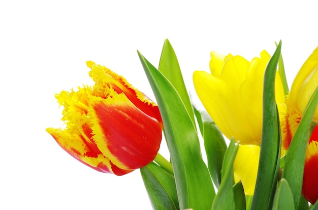 Tulpen