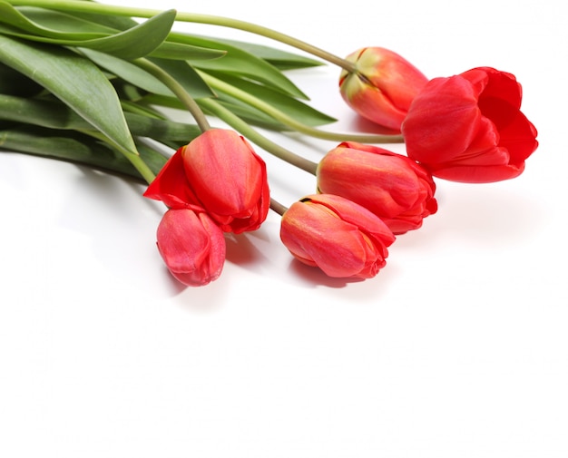 Tulpen