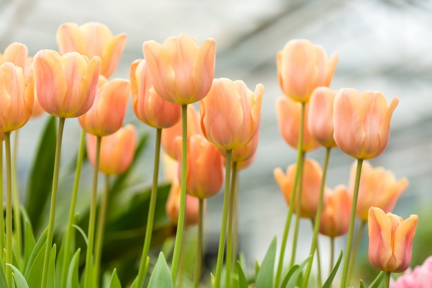 Tulpen