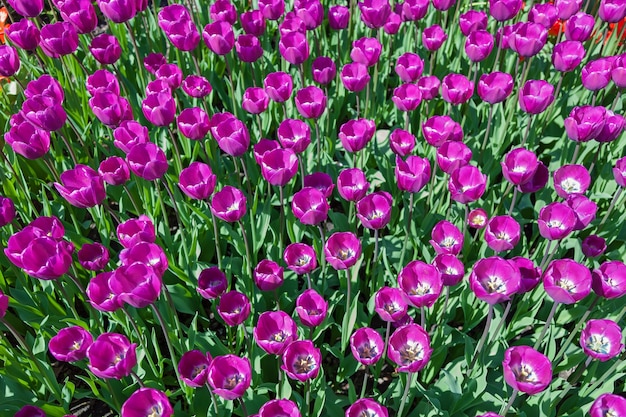 Tulpenbeet mit blühenden Tulpen in verschiedenen Formen und Farben