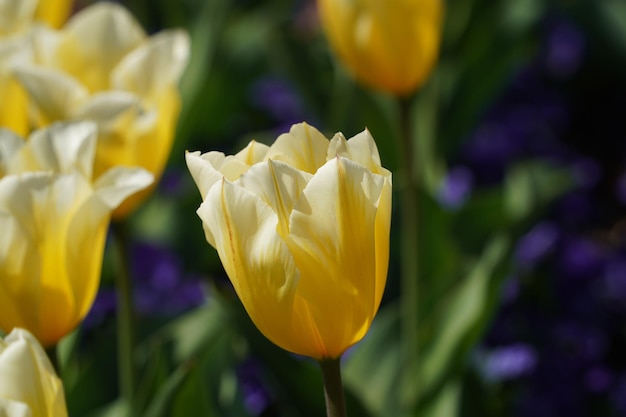 Tulpenblüte in Washington DC