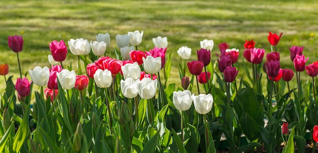 Tulpenblüte schönes Tulpenfeld in Nahaufnahme