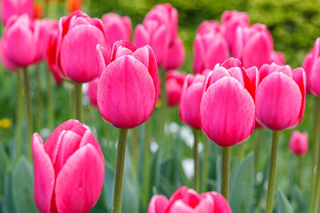 Tulpenblüte schönes Tulpenfeld