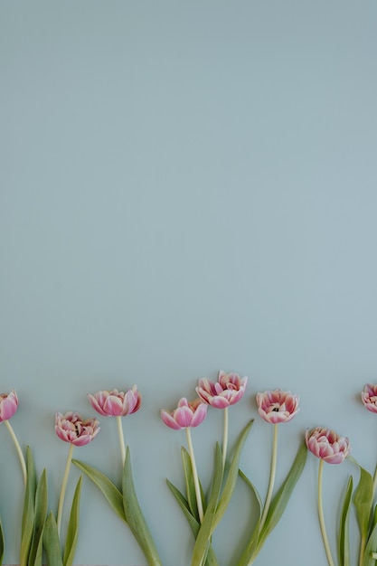 Tulpenblüten auf pastellblauem Hintergrund mit Kopierraum Flach gelegene Top-Ansicht