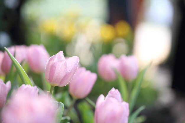 Tulpenblüten