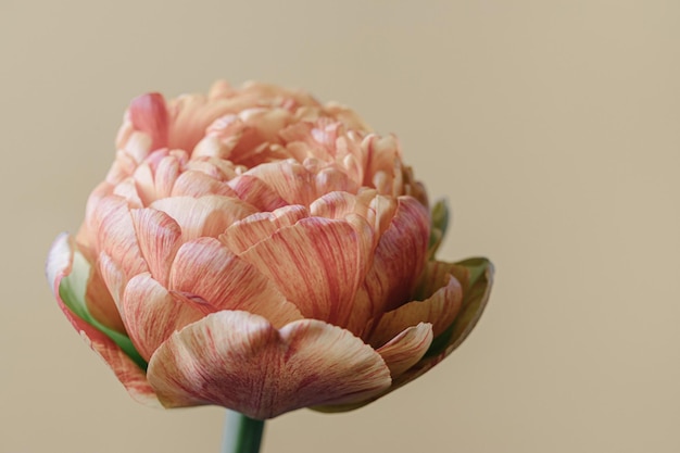 Tulpenblume auf beigem Hintergrund Flache Ansicht von oben Blumen festliches Urlaubskonzept Ort für Ihren Text selektiver Fokus