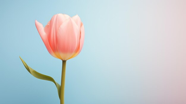 Tulpenblume auf der Pastellfarbe