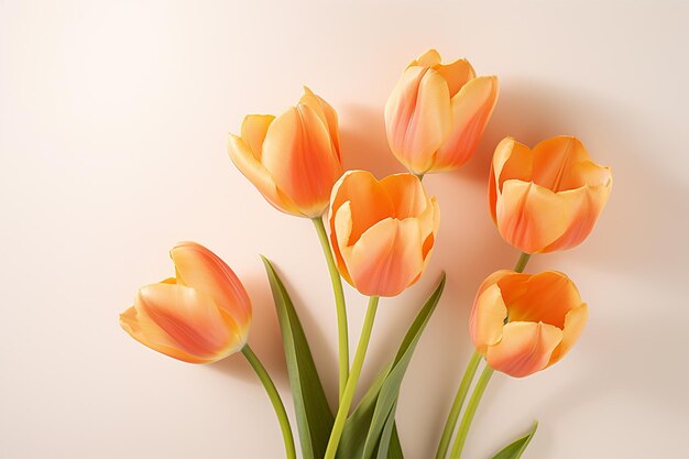 Tulpenblume auf einem einfachen Hintergrund