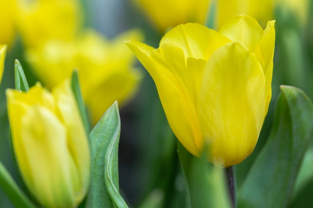 Tulpenblume im Feld am Winter- oder Frühlingstag