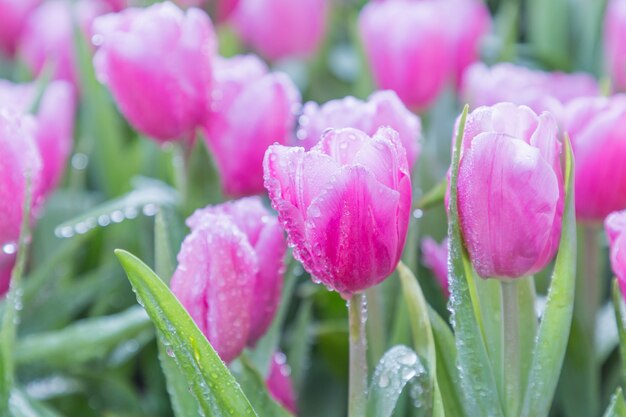 Tulpenblume im Garten am Winter- oder Frühlingstag.