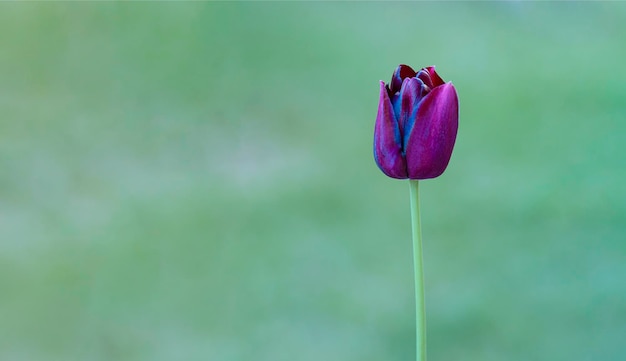 Tulpenblume im Garten vor unscharfem Hintergrund