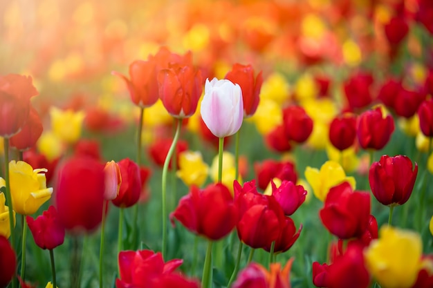 Tulpenblume im Garten