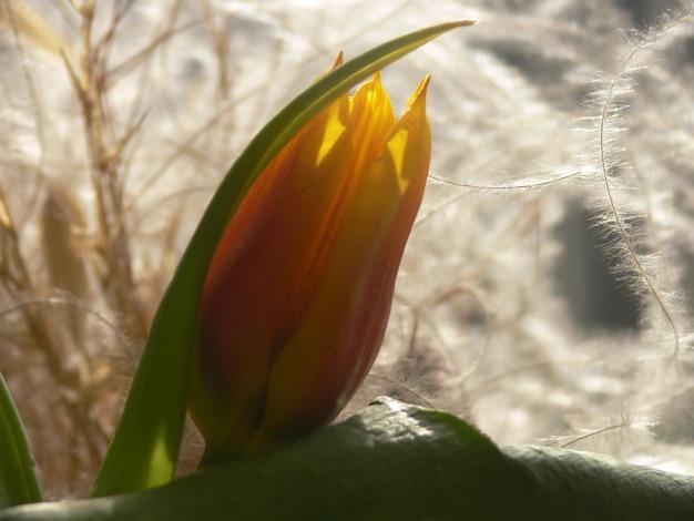 Tulpenblume im Sand