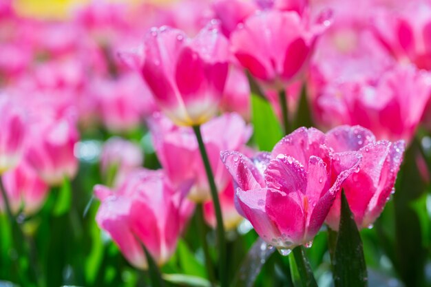 Tulpenblume im Tulpenfeld am Winter- oder Frühlingstag.