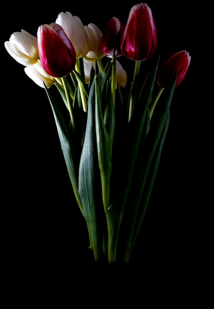 Tulpenblume lokalisiert auf Schwarzem