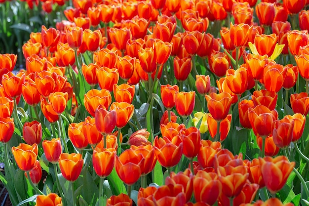 Tulpenblume mit grünem Blatthintergrund am Winter- oder Frühlingstag.