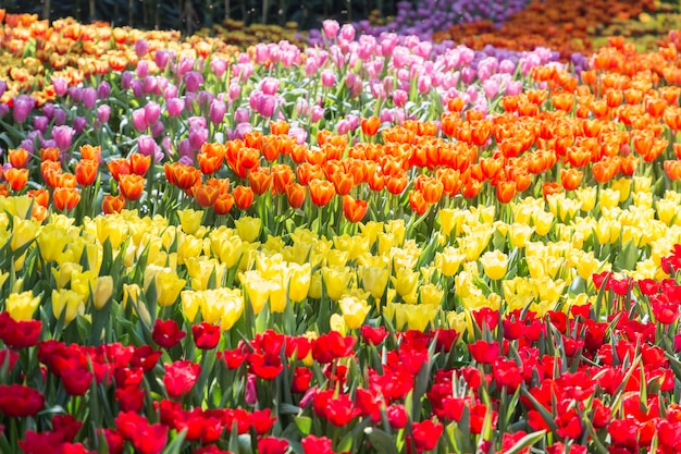 Tulpenblume mit grünem Blatthintergrund auf dem Tulpenfeld