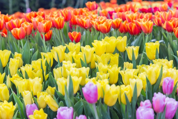 Tulpenblume mit grünem Blatthintergrund auf dem Tulpenfeld