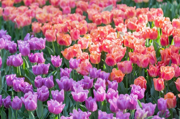 Tulpenblume mit grünem Blatthintergrund auf dem Tulpengebiet am Winter- oder Frühlingstag.