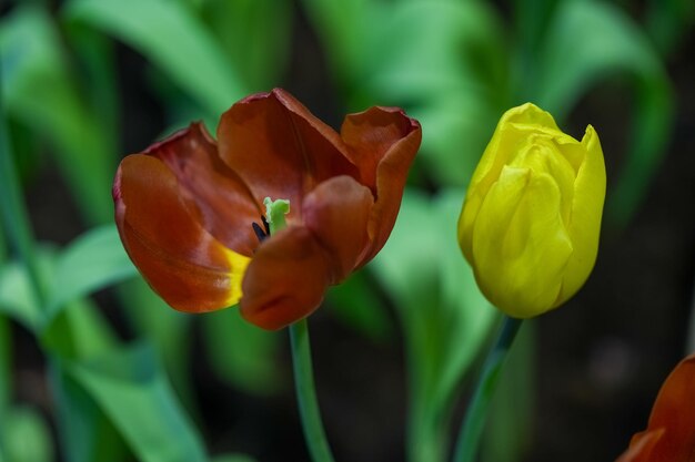 Tulpenblume mit grünem Blatthintergrund im Tulpenfeld Rote und gelbe Tulpenblume