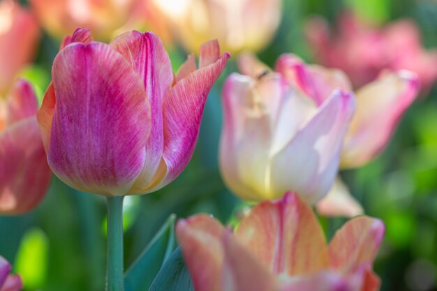 Tulpenblume mit grünem Blatthintergrund