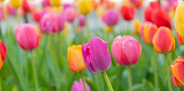 Tulpenblume Natürliche Blütenpflanze Flora Natur Helle blühende Blume in der Natur Tulpenfeld-Hintergrund Tulpenblüte Blühende Natur Nahaufnahme Makro der blühenden Tulpen Farbige Blütenblätter