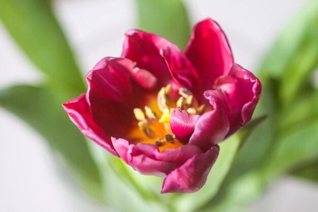 Tulpenblume Schöne Frühlingspflanze in der Blütezeit