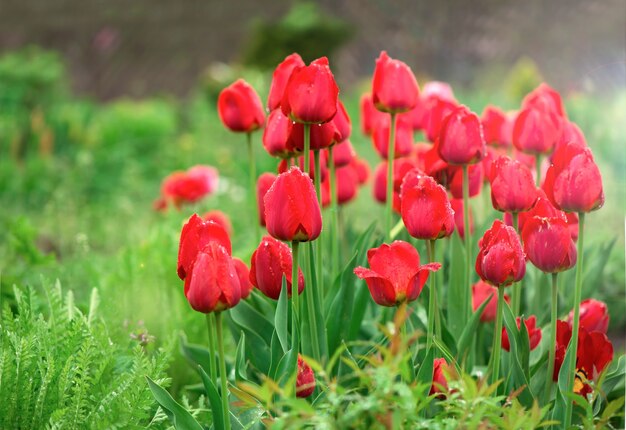 Tulpenblumen auf einem unscharfen Hintergrund der Natur. Frühlingshintergrund