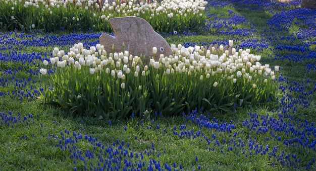 Tulpenblumen blühen im Frühling