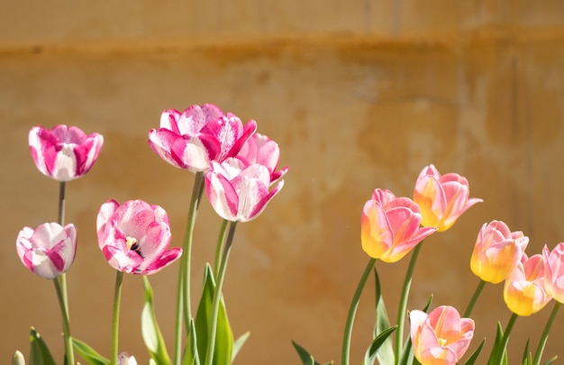 Tulpenblumen Frühling.