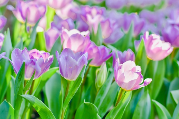 Tulpenblumen für Dekoration, Schönheit, Postkarte und landwirtschaftliches Konzeptdesign