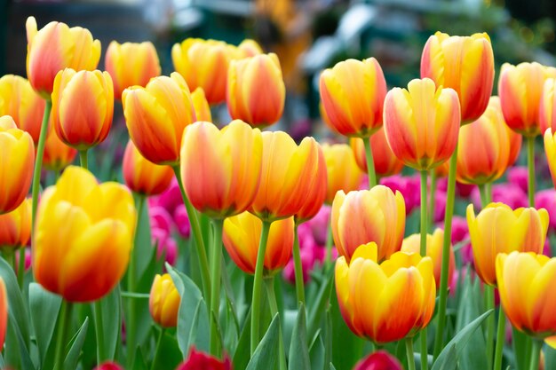 Tulpenblumen im Garten