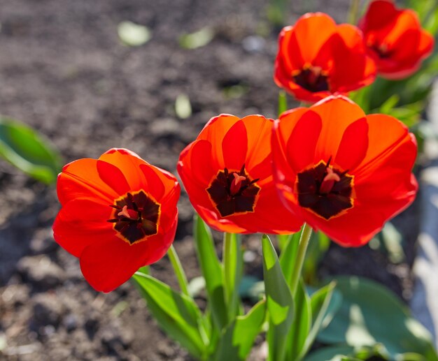 Tulpenblumen in Nahaufnahme