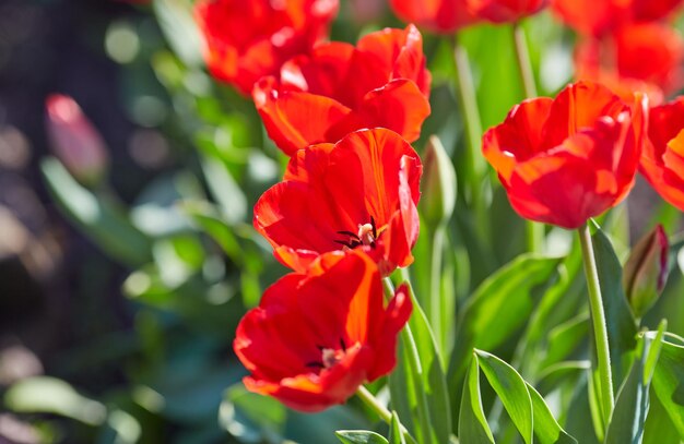 Tulpenblumen in Nahaufnahme