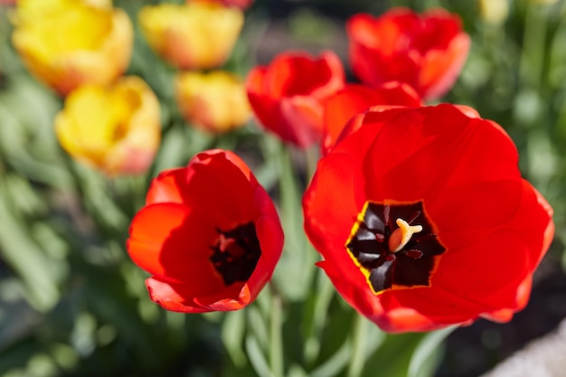 Tulpenblumen in Nahaufnahme