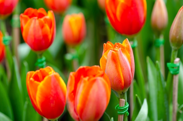 Tulpenblumen mit unscharfem Musterhintergrund