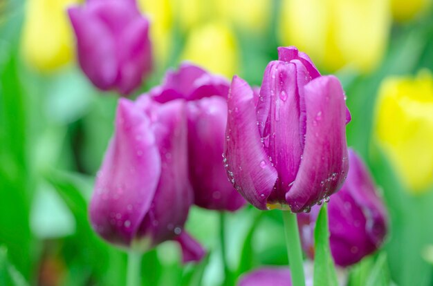 Tulpenblumen mit unscharfem Musterhintergrund