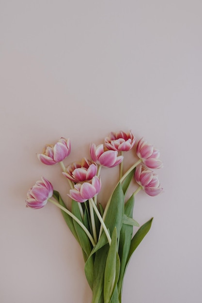 Tulpenblumenstrauß auf pastellrosa Hintergrund. Flache Lage von oben