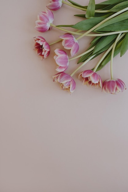 Tulpenblumenstrauß auf pastellrosa Hintergrund mit Kopierraum, flache Draufsicht