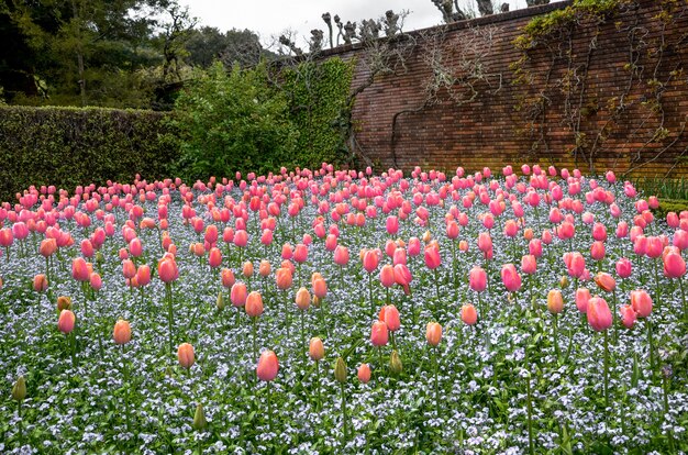 Tulpenfeld im Garten