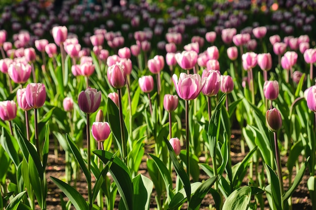 Tulpenfeld im Park mit wunderschön lila blühenden Tulpen