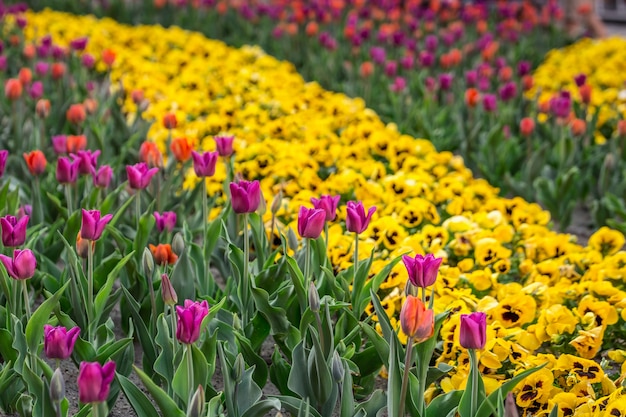 Tulpenfeld im Park