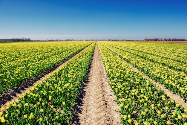 Tulpenfeld in den Niederlanden. Holland