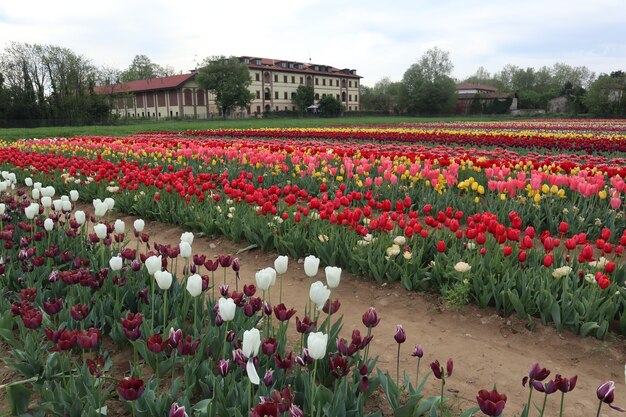 Tulpenfeld mehrfarbig natur