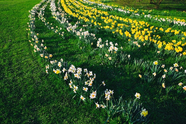 Tulpenfeld und Blumen Narzissen im Arboretum Slowenien Europa Garten oder Naturpark Frühlingsblüte