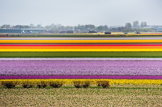 Tulpenfeld verschiedener Farben