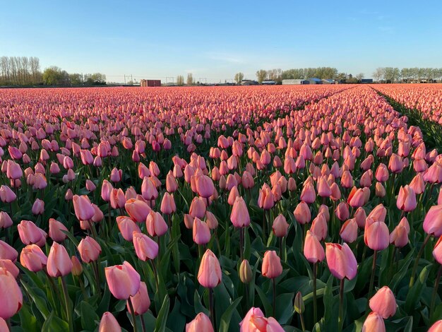 Foto tulpenfeld