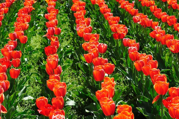 Tulpenfelder im Frühling