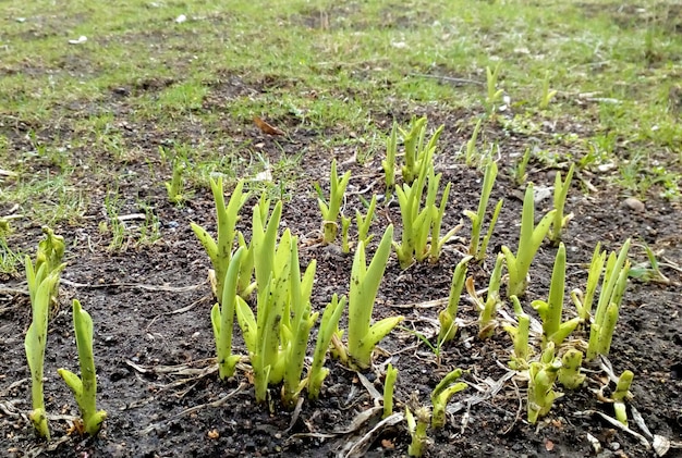 Foto tulpenfelder. junge sprossanlage.